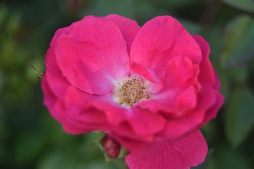 Free A stunning close-up of a vibrant pink rose with detailed petals and stamen. Stock Photo