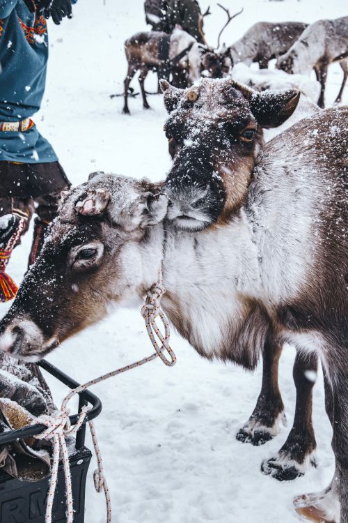 Free Two reindeer in a snowy setting during winter, showcasing their natural habitat. Stock Photo
