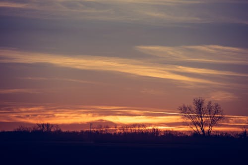 Silhouette of Bare Trees during Sunset