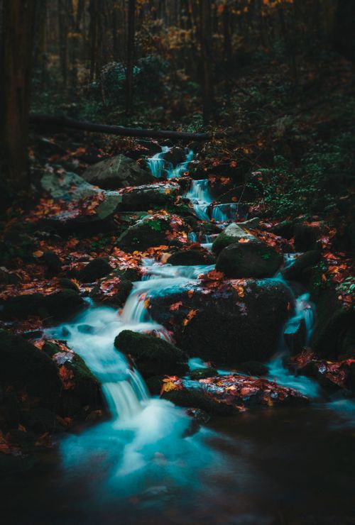 Free Tranquil forest waterfall with moss-covered rocks and autumn leaves in Tennessee, USA. Stock Photo
