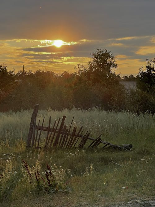 Foto d'estoc gratuïta de capvespre, estiu, natura