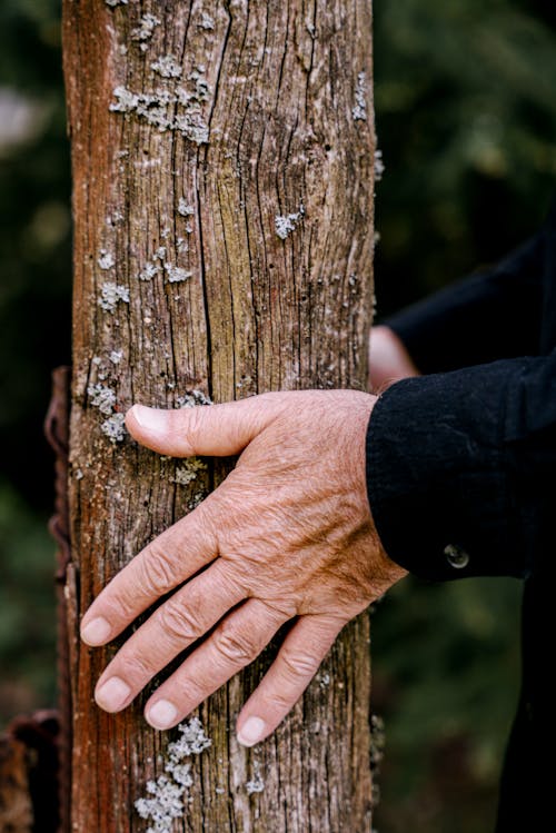Free Person Holding Brown Wooden Post Stock Photo