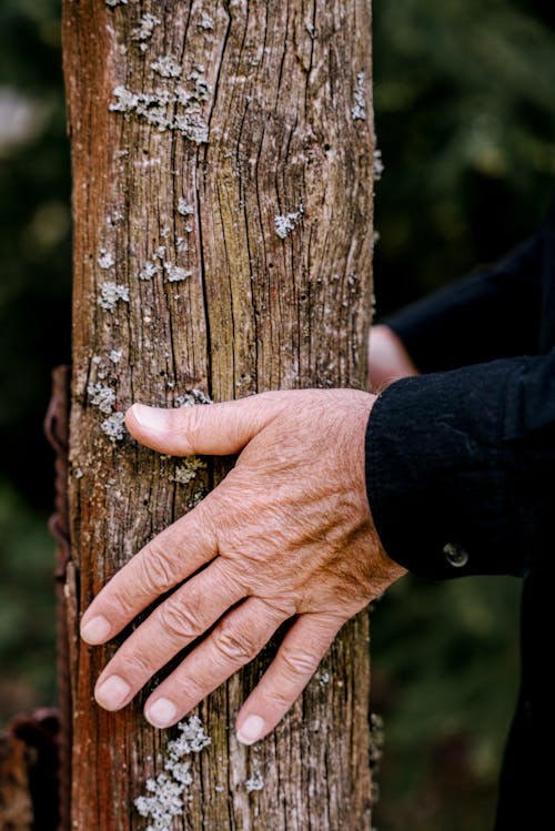 Person Holding Brown Tree Trunk