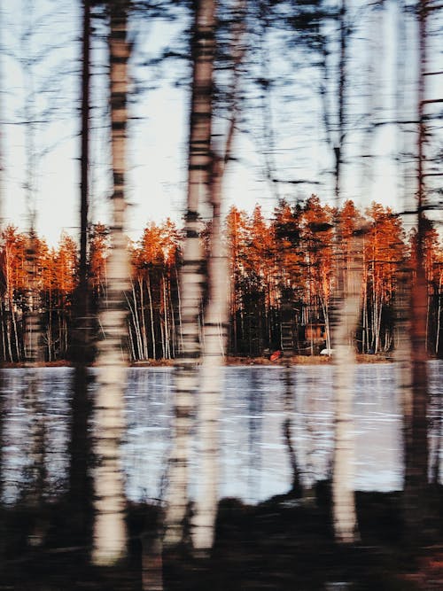Motion Blur of Trees 