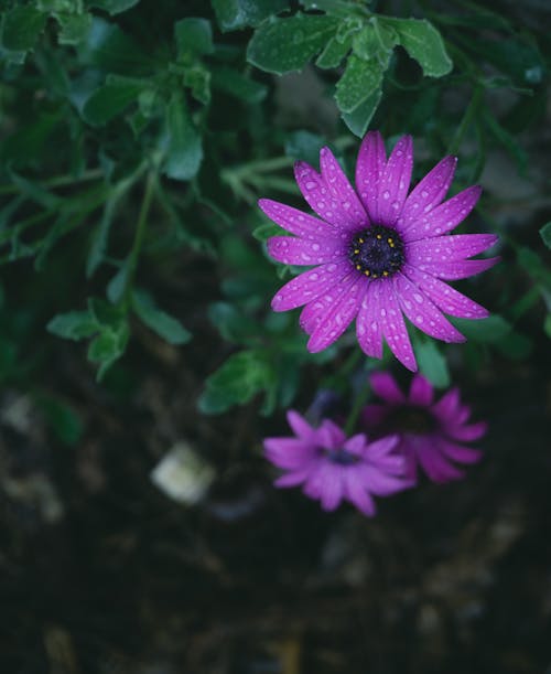 Bahçe, bulanıklık, çekilmiş içeren Ücretsiz stok fotoğraf