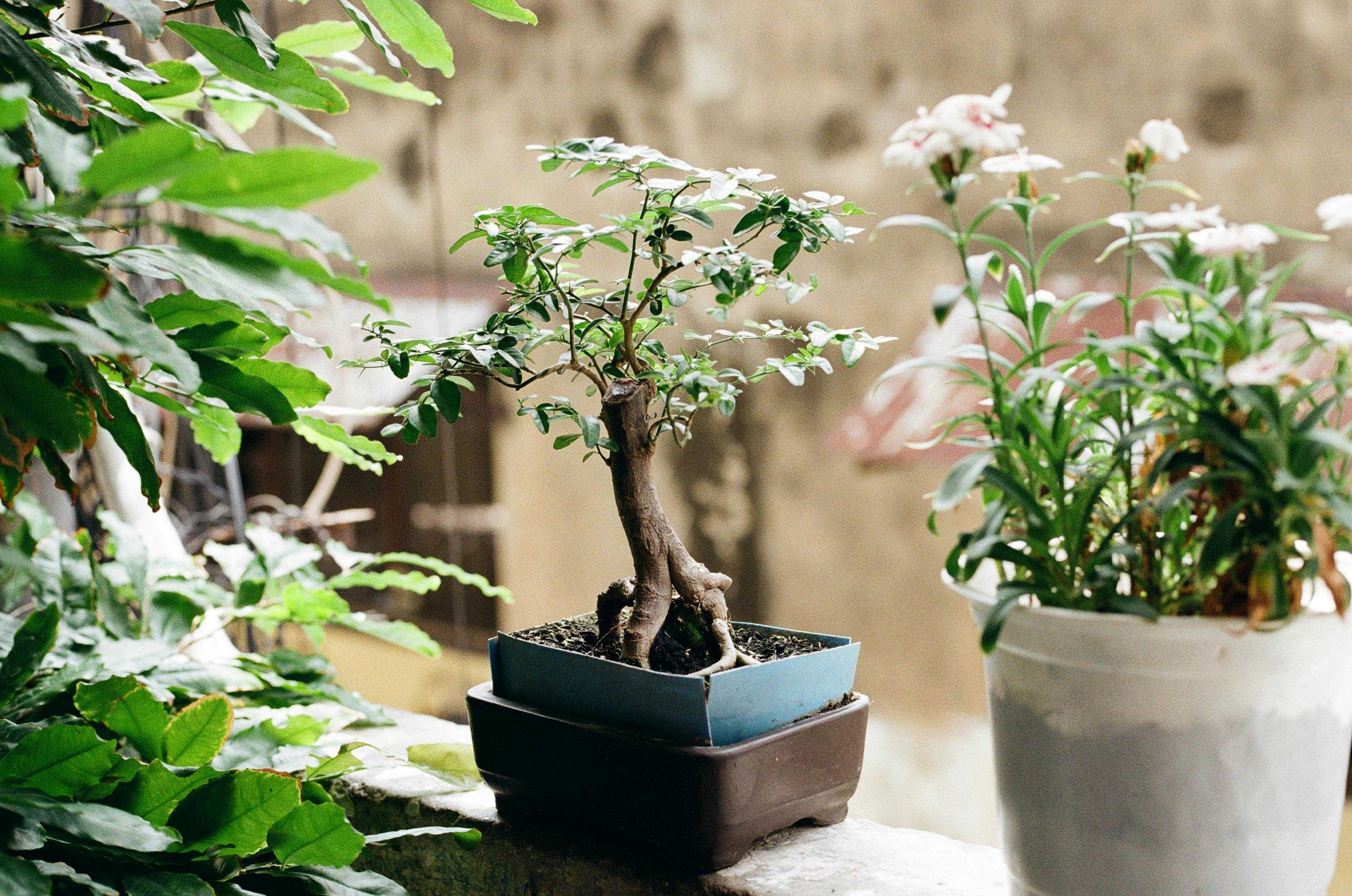 A small bonsai tree in a blue pot next to a larger potted plant with white flowers