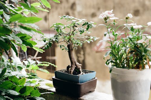 Fotobanka s bezplatnými fotkami na tému bonsaj, črepníkové rastliny, domáca záhrada
