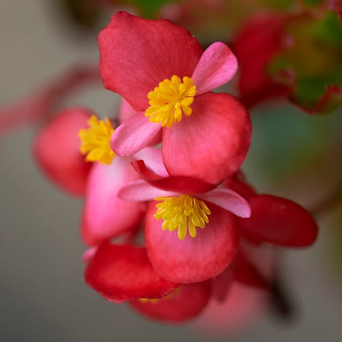 Foto stok gratis begonia grandis, bunga-bunga, format persegi