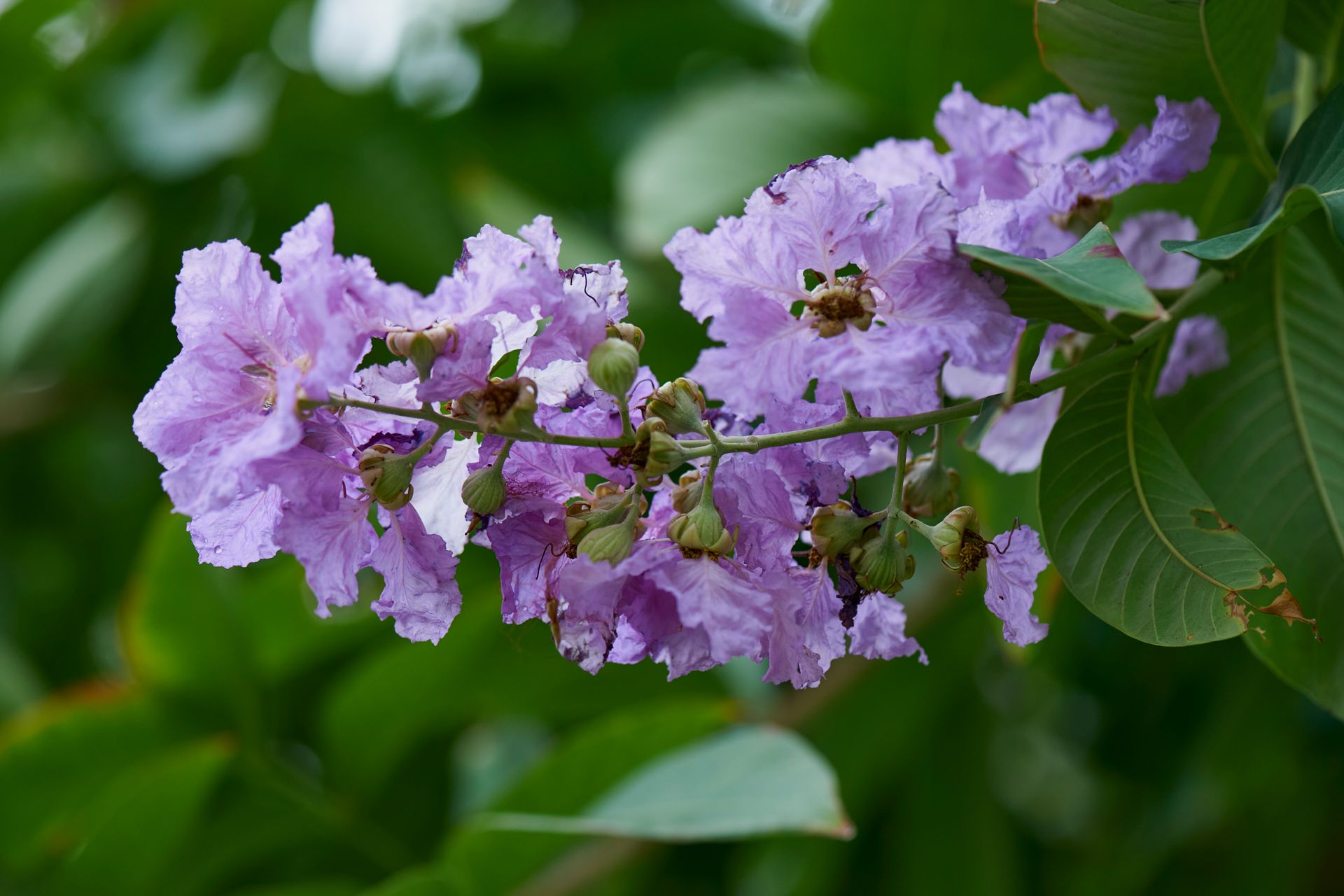 Close-up of purple Lagerstroemia flowers in full bloom against lush green leaves.