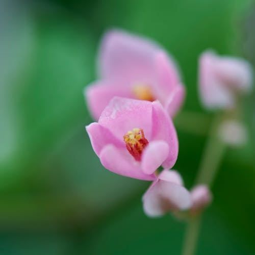 Pink Flower in Close Up Photography