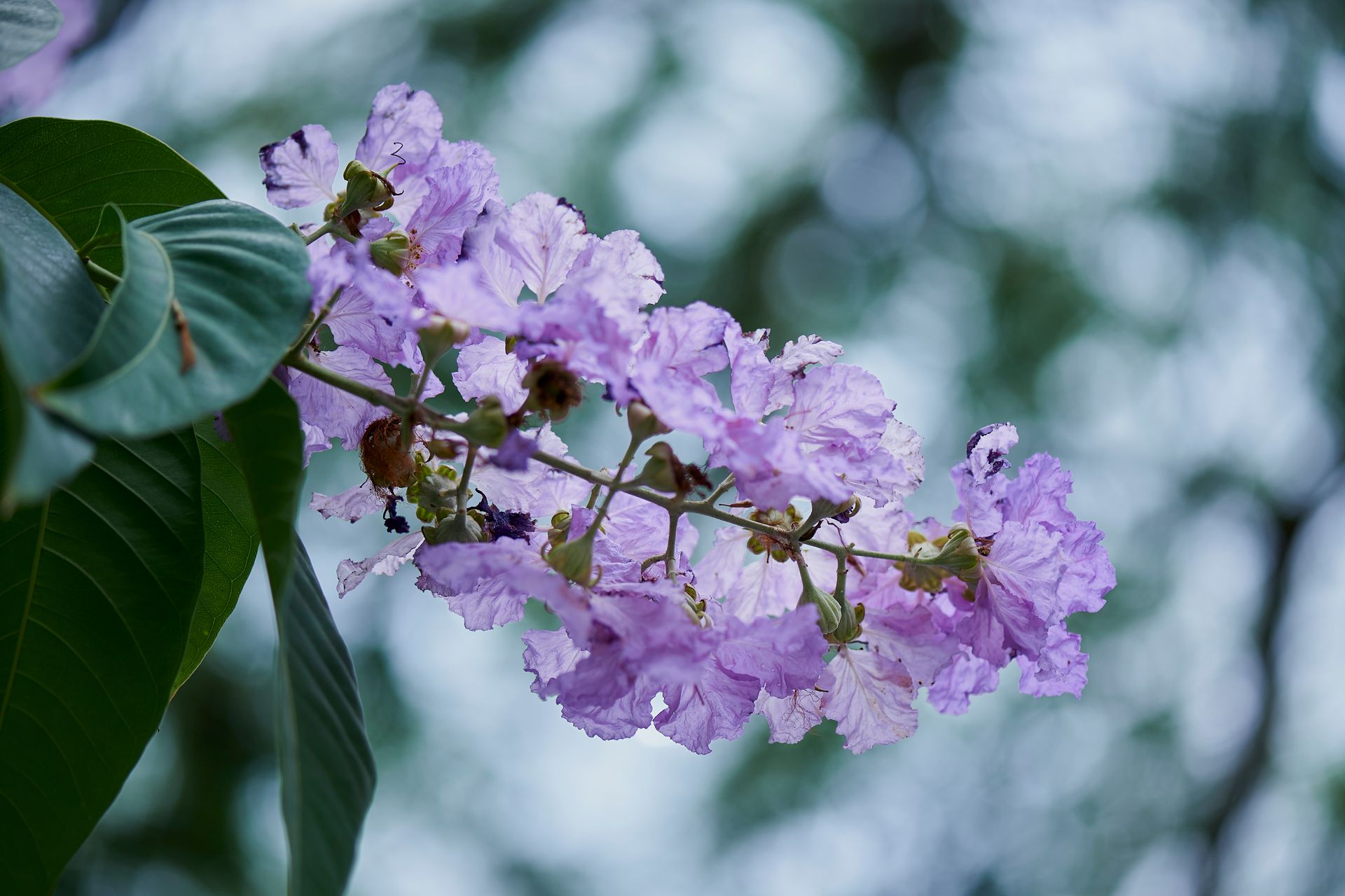 Beautiful purple lilac blossoms with lush green leaves captured outdoors, showcasing nature's elegance in spring.