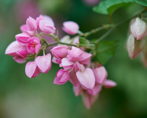 Free Vibrant pink bougainvillea flowers captured in a sharp close-up, showcasing their delicate beauty. Stock Photo