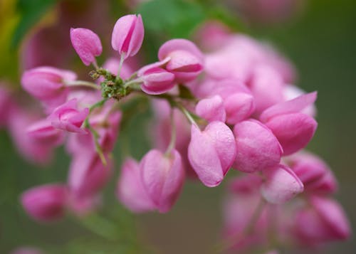 Free Pink Flower in Macro Shot Stock Photo
