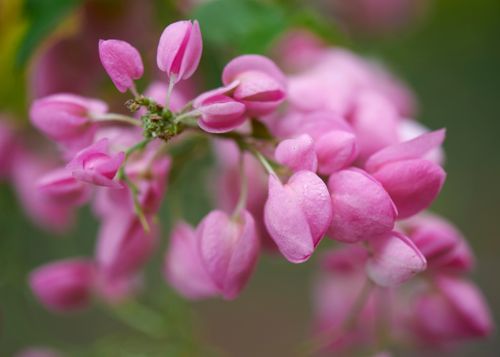 Free Macro shot of vibrant pink flowering plant, showcasing delicate petals in full bloom. Stock Photo