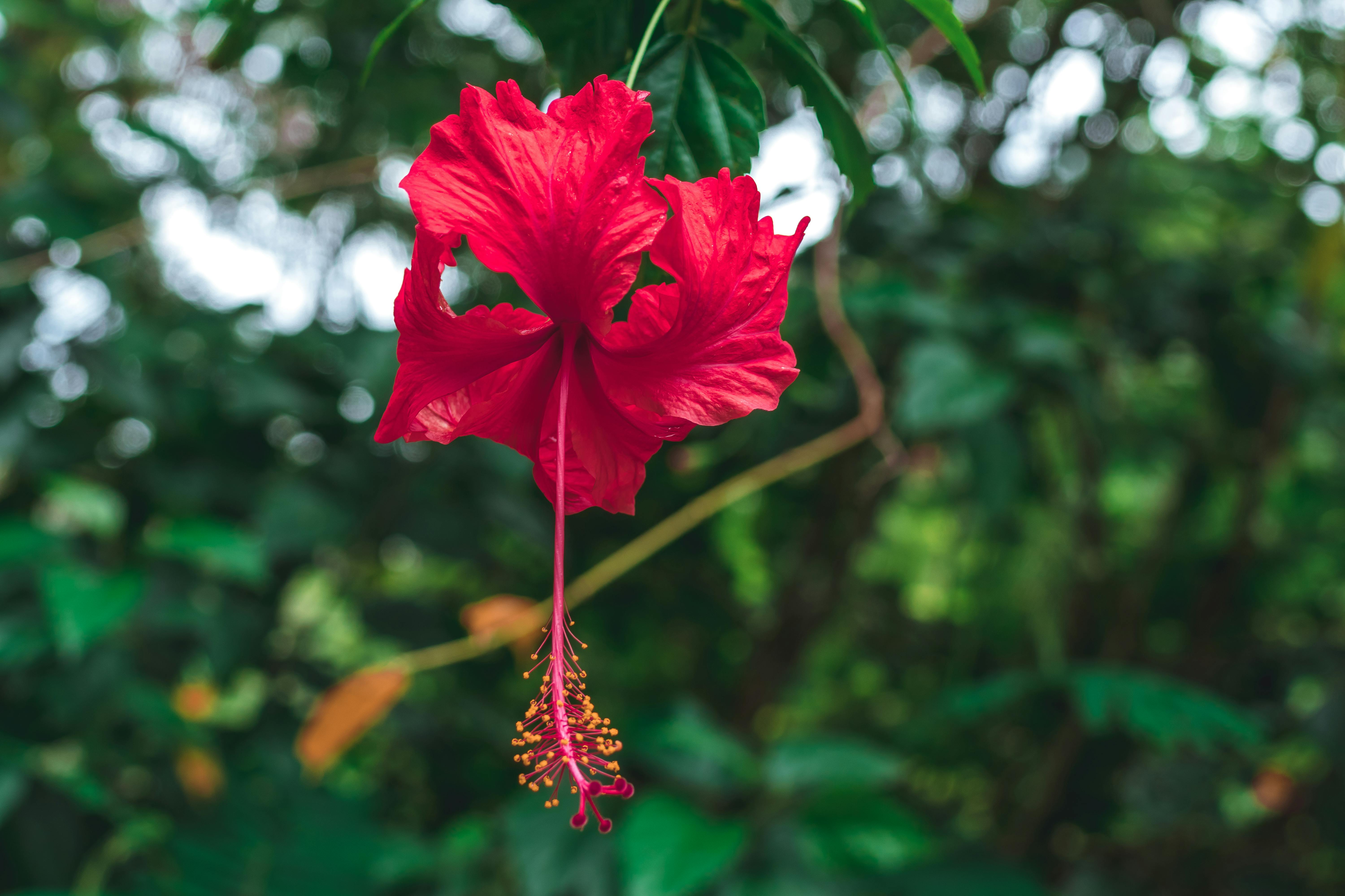 赤いハイビスカスの花の選択的な焦点の写真 無料の写真素材