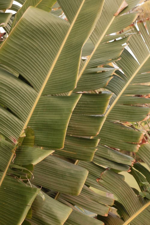Close Up of Tropical Palm Tree Leaves