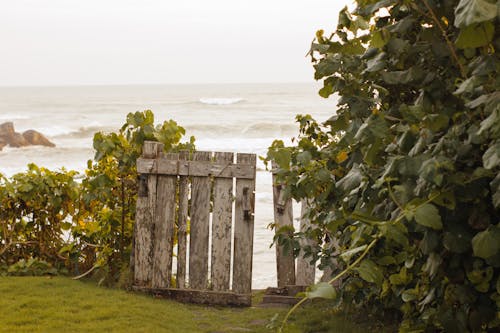 Plants Beside Brown Wooden Fence