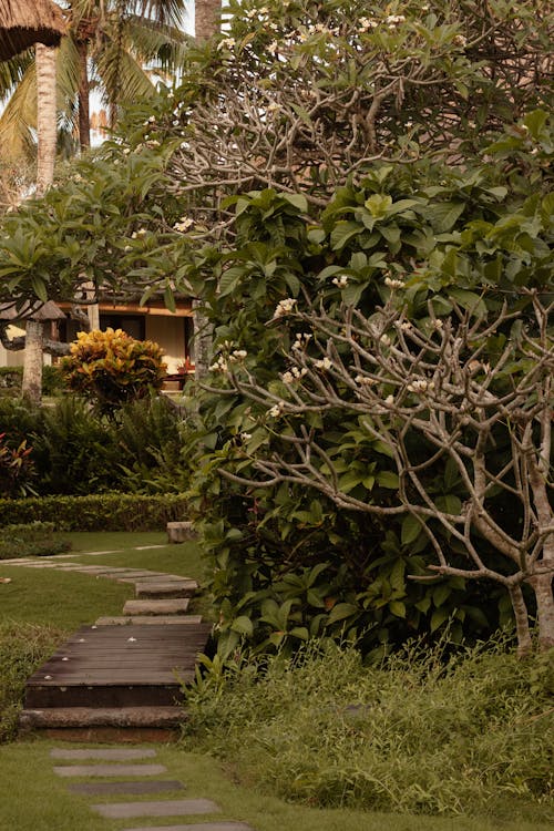 Foto profissional grátis de árvores, frangipani, grama verde