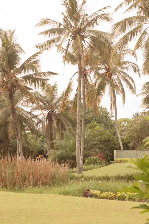 Fotobanka s bezplatnými fotkami na tému exteriéry, kokosové palmy, príroda