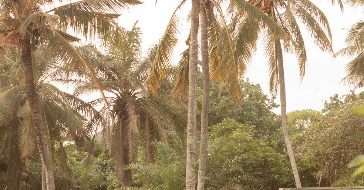 Lush tropical garden with tall coconut trees