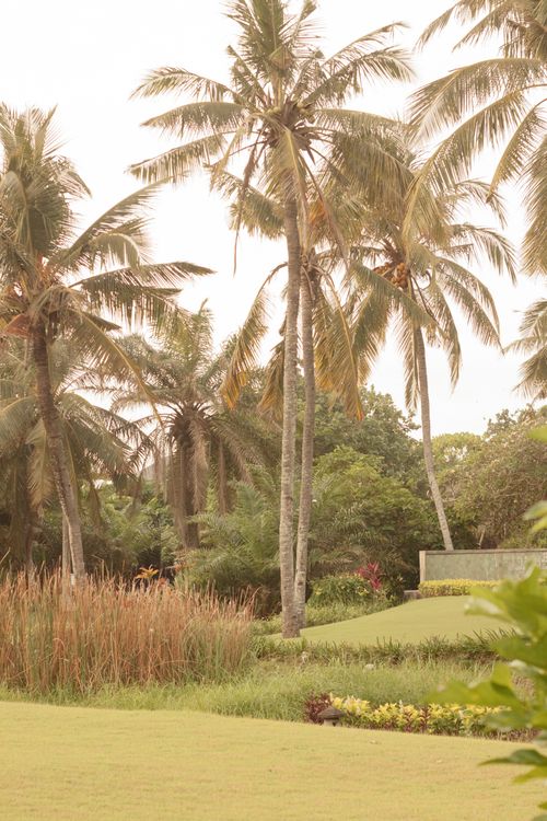 Free Lush tropical garden scene featuring tall coconut trees and vibrant greenery. Stock Photo
