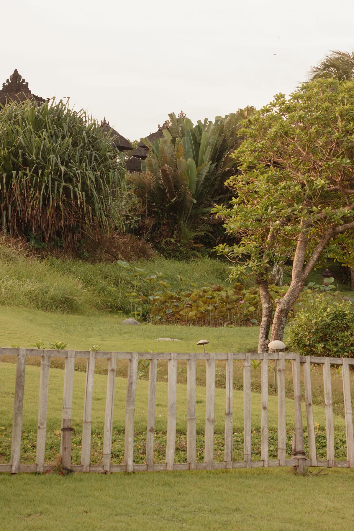 Wooden fence beside trees in a residential outdoor space