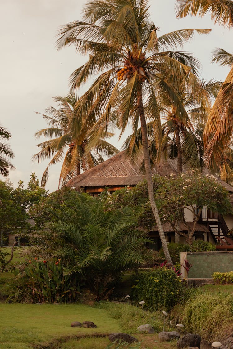 Palm Trees And Bushes In Front Of A Wooden House