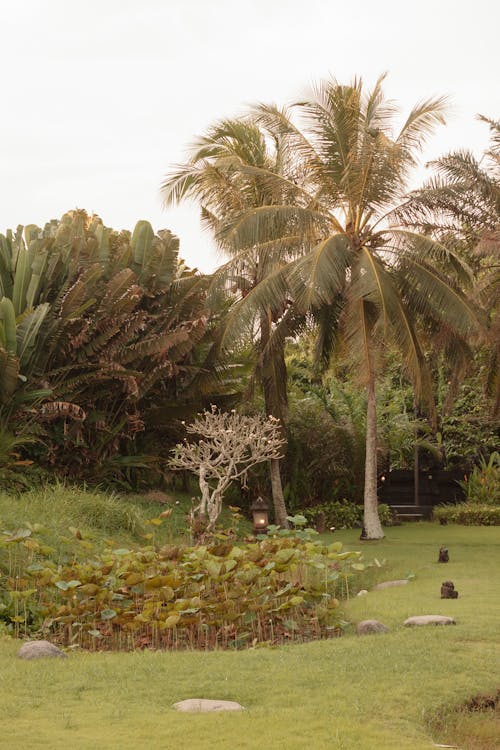 Tall Coconut Trees on the Garden 