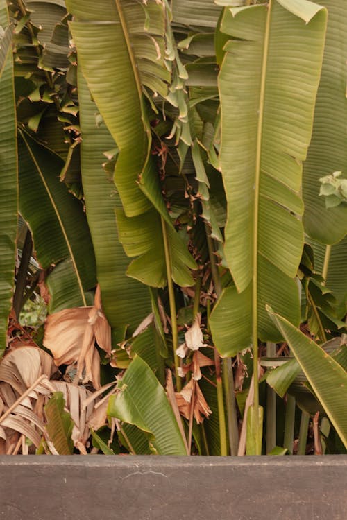 Gratis stockfoto met bananenbladeren, bananenboom, buiten