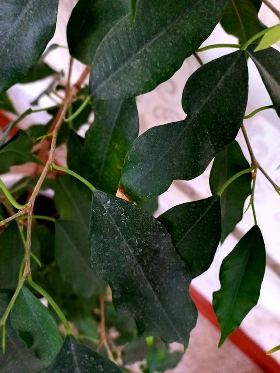 Free stock photo of leaves