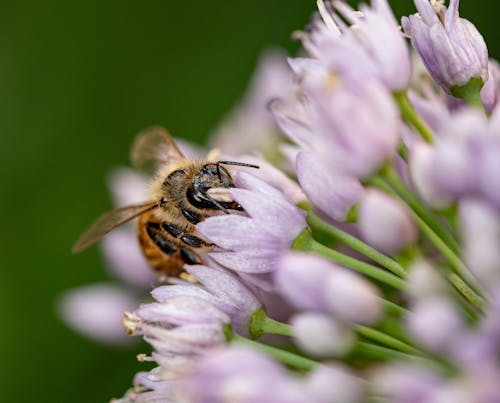 Free Macro Shot of a Bee Perched on Purple Flowers Stock Photo