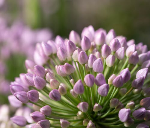 Close-Up Shot of Purple Flowers in Bloom