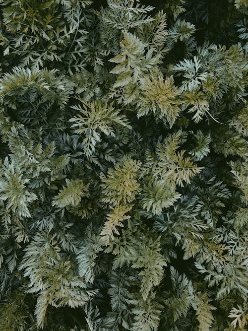 Kostenloses Stock Foto zu botanik, botanisch, grüne blätter