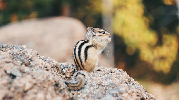 Side view of a chipmunk on a rock, highlighted against a blurred natural background.