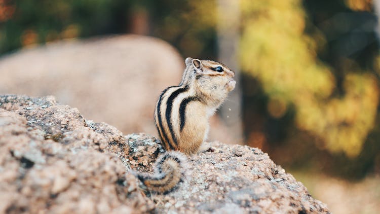 Close-Up Shot Of A Colorado Chipmunk On A Rock