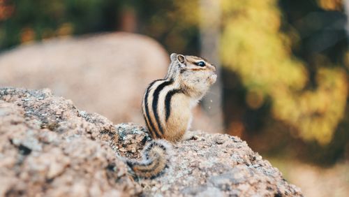 Free Side view of a chipmunk on a rock, highlighted against a blurred natural background. Stock Photo