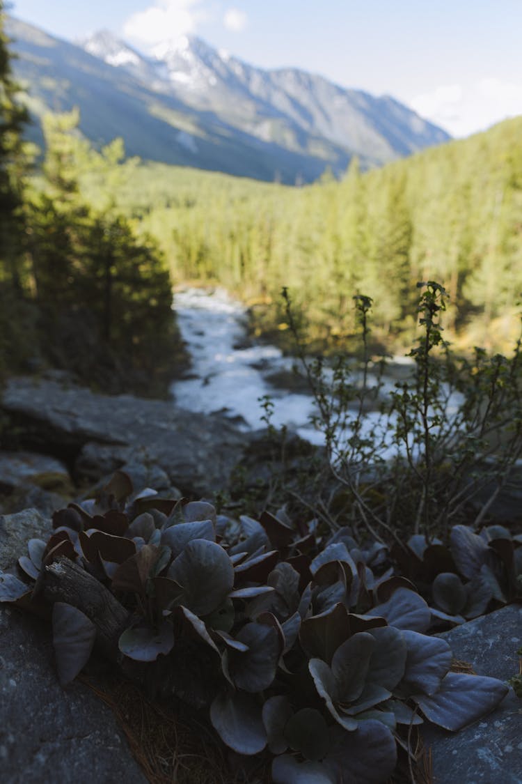 Plants On Rocks Near River