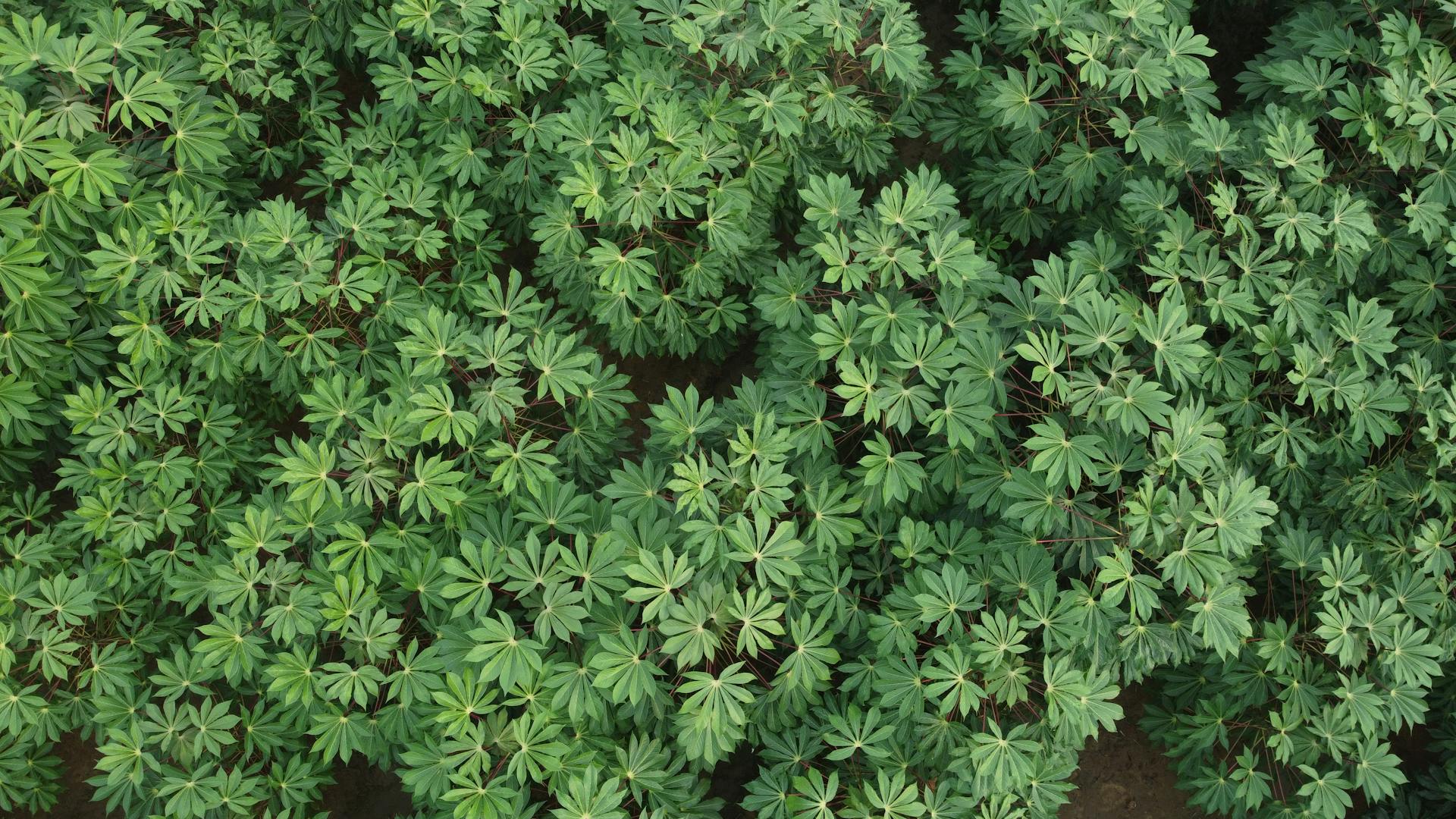 High-angle aerial shot of a green cassava field in Karur, Tamil Nadu, India.