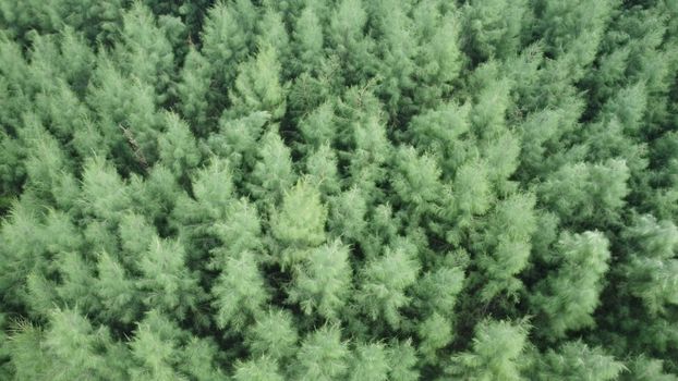 Aerial view of dense green pine forest in Mohanur, Tamil Nadu, India, offering a serene natural landscape.