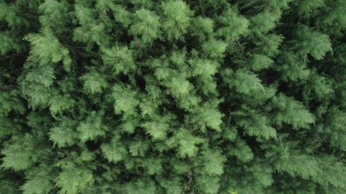 An Aerial Photography of Green Trees