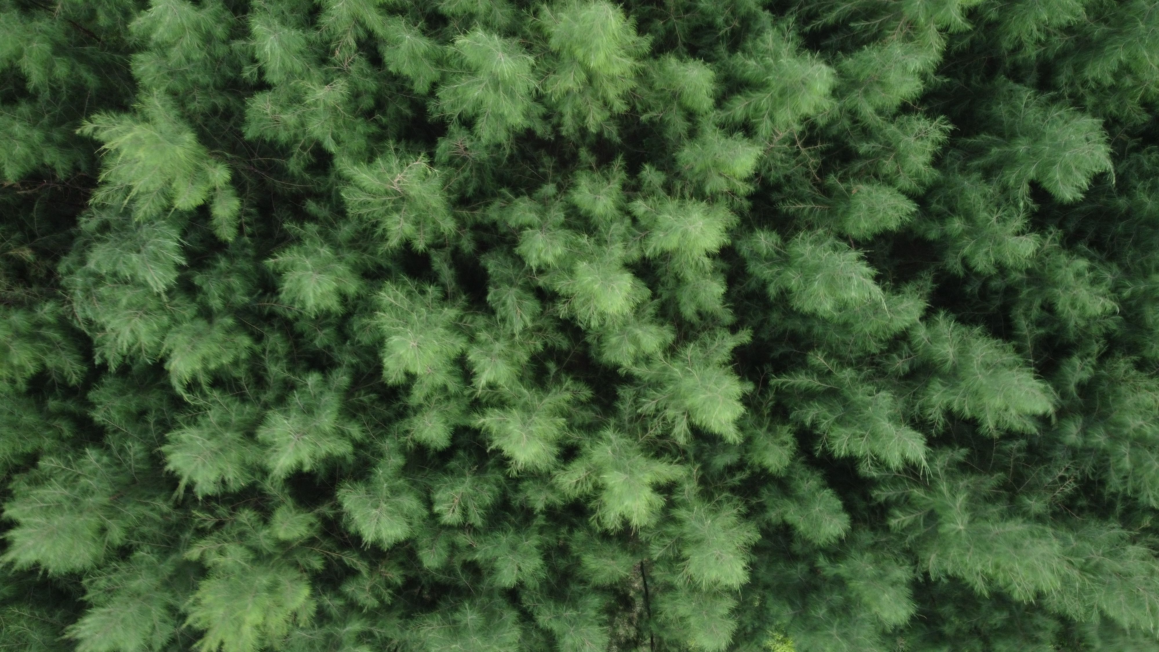 Aerial View of Green Forest · Free Stock Photo