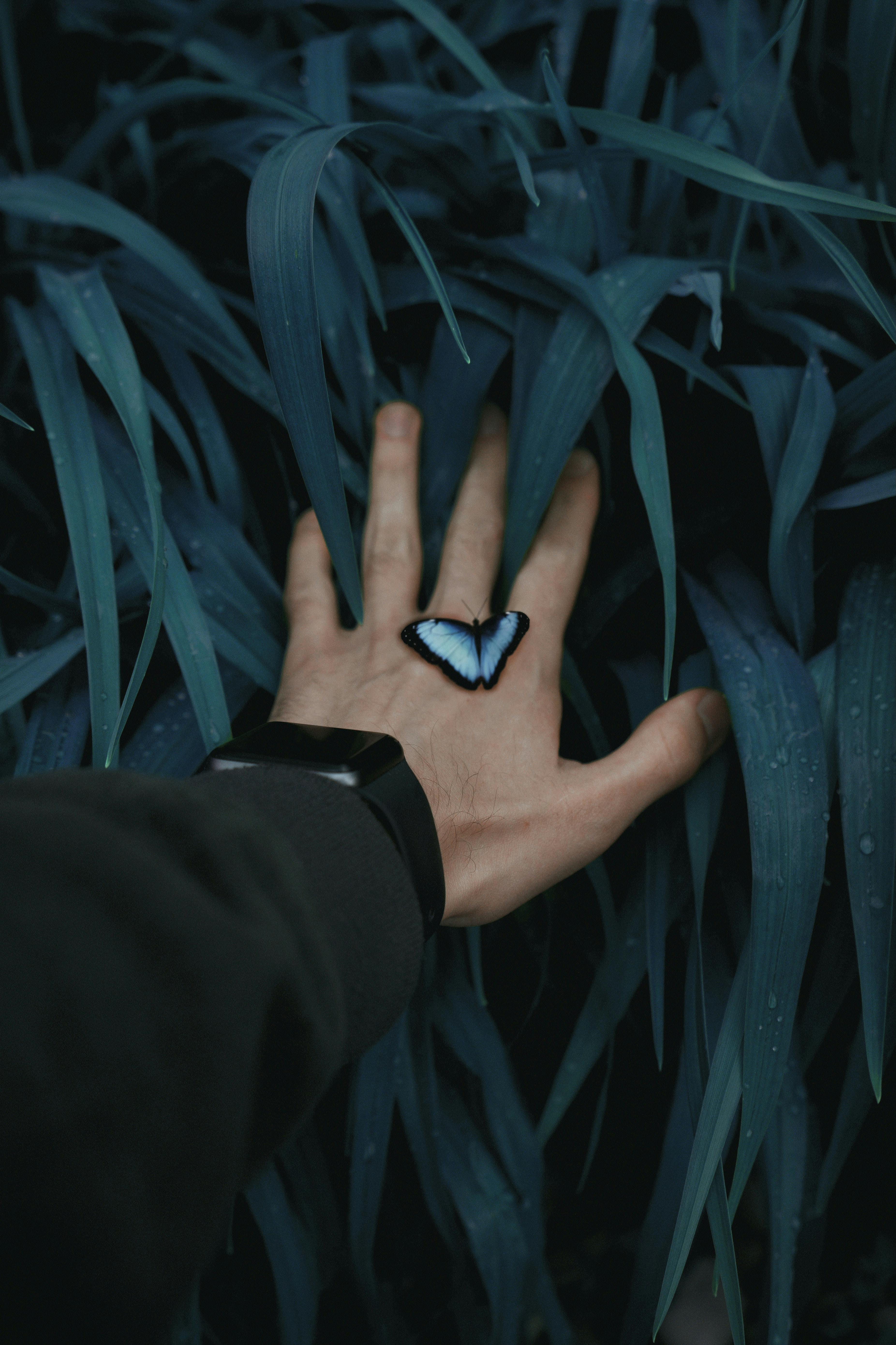 A delicate butterfly perches on a hand reaching through dark green leaves, showcasing nature's harmony.