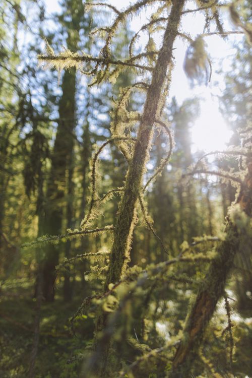 Free Captivating close-up of sunlit moss-covered branches in a lush forest setting. Stock Photo