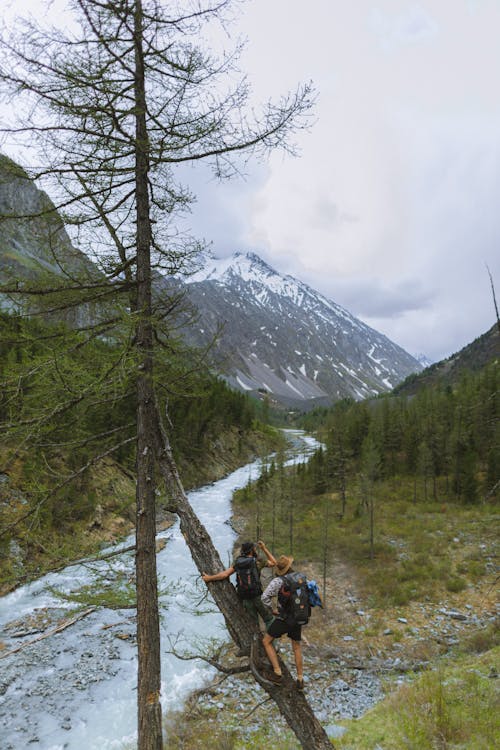 Men Climbing a Tree