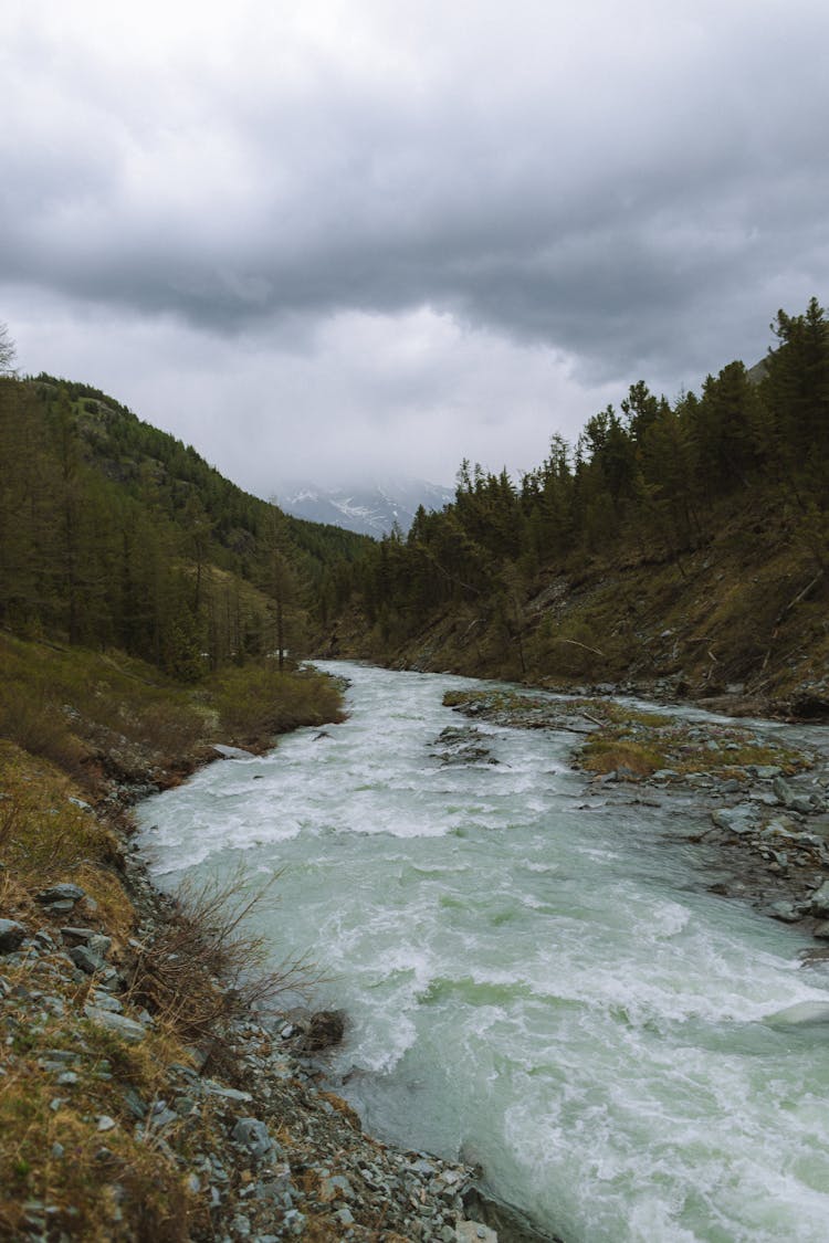 A River In The Forest 