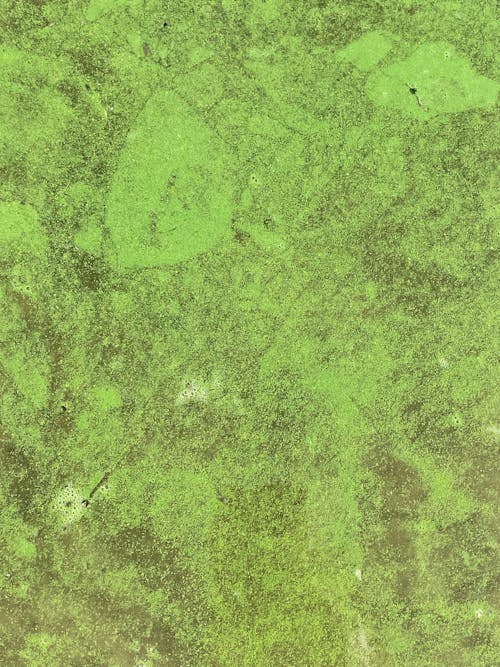 Free Close-up of Green Surface Texture Stock Photo