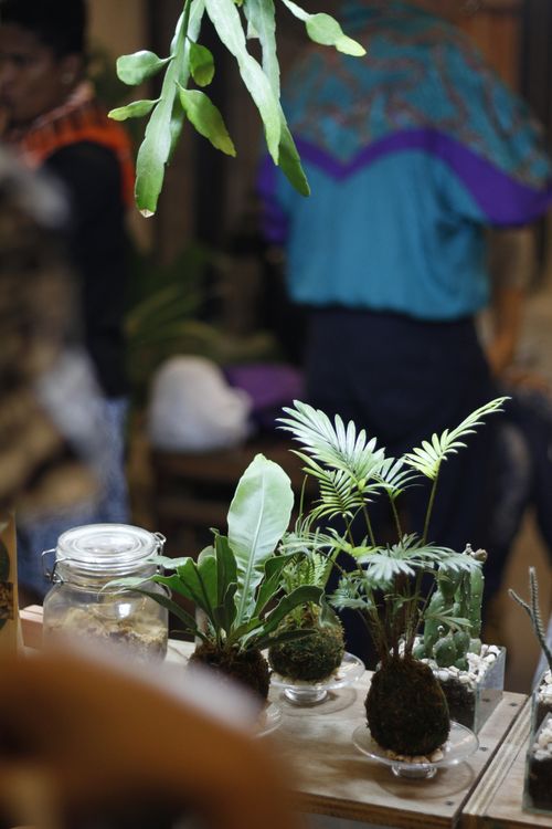 Free Indoor display of potted plants in glass containers, creating a natural decor. Stock Photo