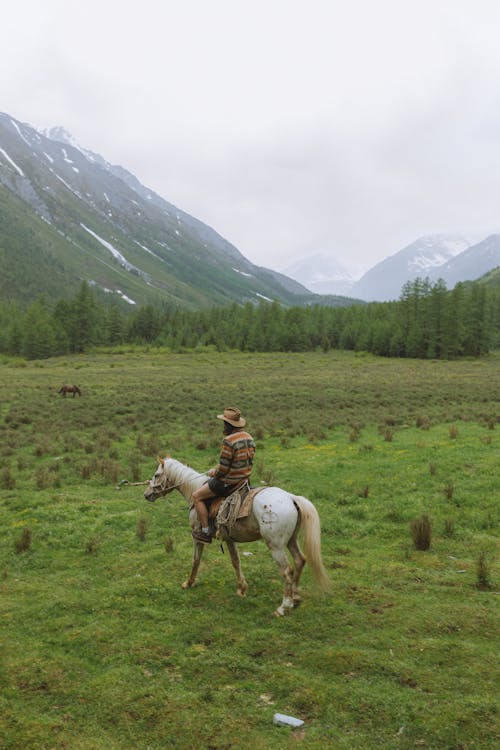 Imagine de stoc gratuită din animal, arbori, cai