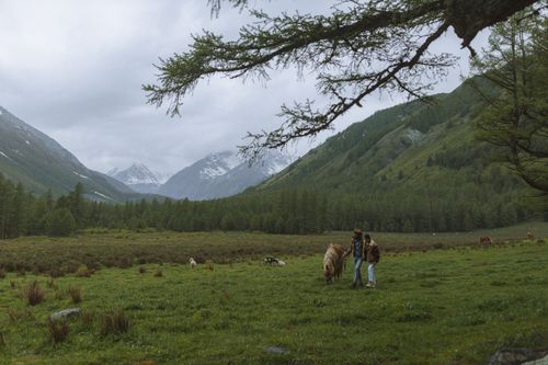Free Couple walking through lush grasslands with horses in a picturesque mountain valley. Stock Photo
