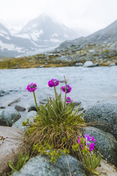 Free Beautiful wildflowers blooming by a serene mountain river in spring. Stock Photo